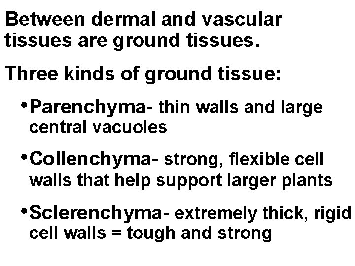 Between dermal and vascular tissues are ground tissues. Three kinds of ground tissue: •