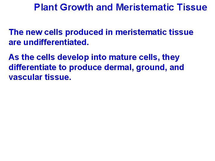 Plant Growth and Meristematic Tissue The new cells produced in meristematic tissue are undifferentiated.