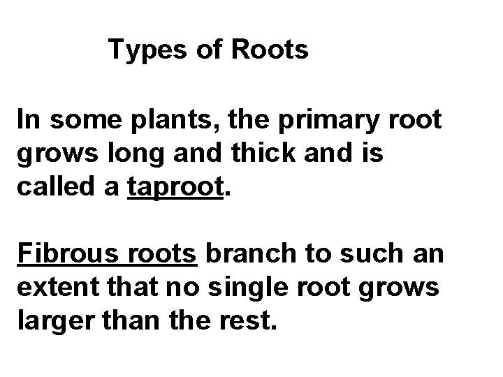 Types of Roots In some plants, the primary root grows long and thick and