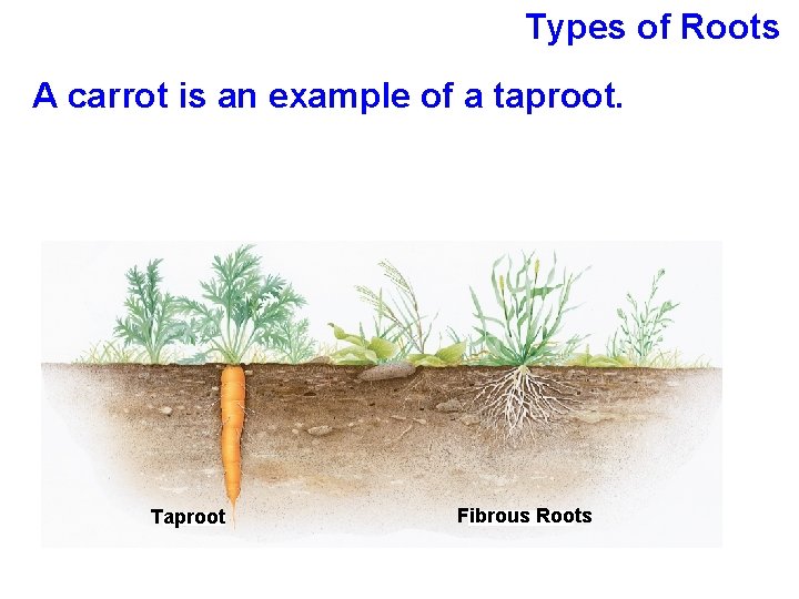 Types of Roots A carrot is an example of a taproot. Taproot Fibrous Roots