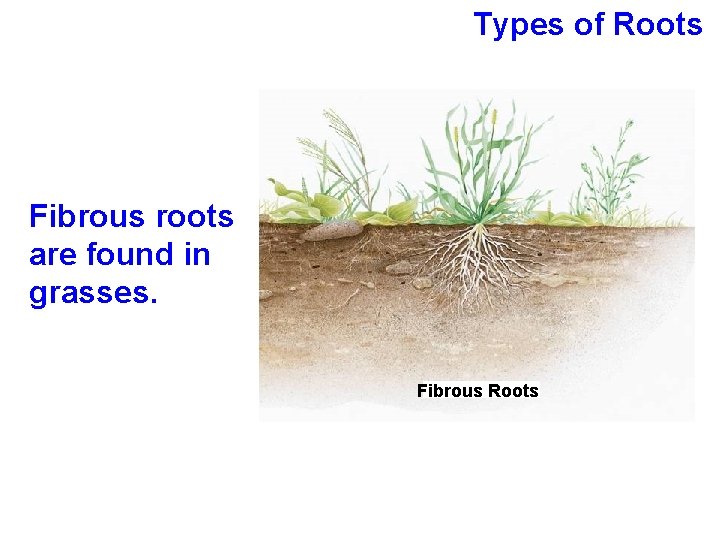 Types of Roots Fibrous roots are found in grasses. Fibrous Roots 