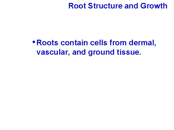 Root Structure and Growth • Roots contain cells from dermal, vascular, and ground tissue.