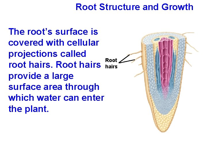 Root Structure and Growth The root’s surface is covered with cellular projections called Root