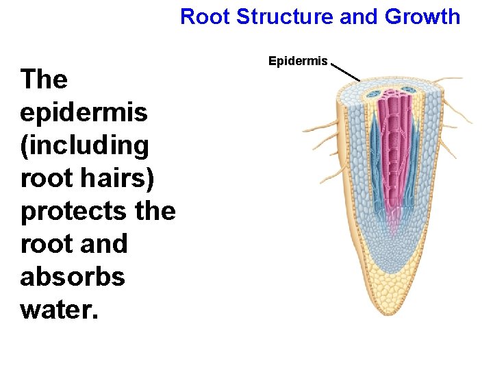 Root Structure and Growth The epidermis (including root hairs) protects the root and absorbs