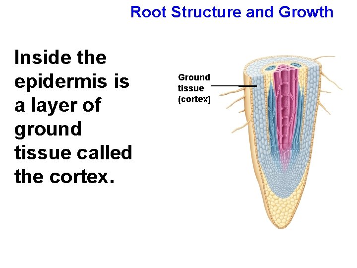 Root Structure and Growth Inside the epidermis is a layer of ground tissue called