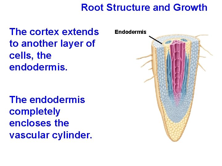 Root Structure and Growth The cortex extends to another layer of cells, the endodermis.