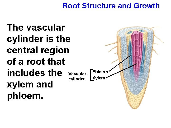 Root Structure and Growth The vascular cylinder is the central region of a root
