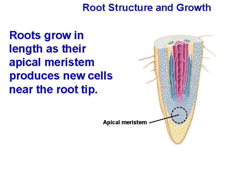 Root Structure and Growth Roots grow in length as their apical meristem produces new