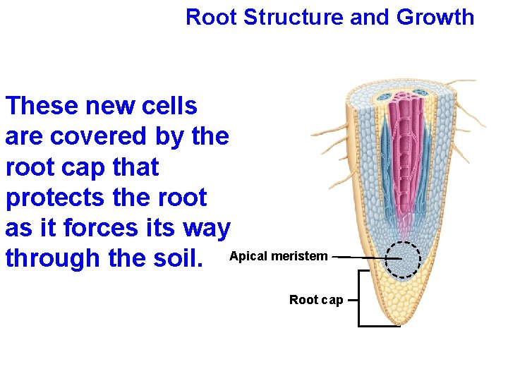 Root Structure and Growth These new cells are covered by the root cap that