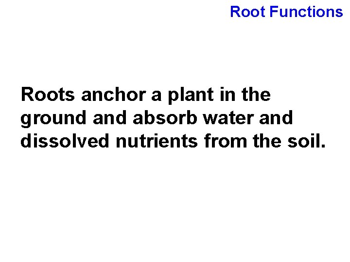 Root Functions Roots anchor a plant in the ground absorb water and dissolved nutrients