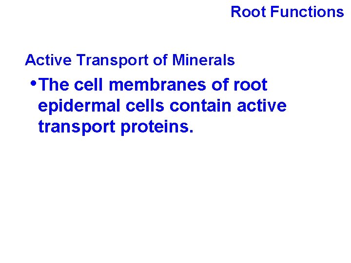 Root Functions Active Transport of Minerals • The cell membranes of root epidermal cells