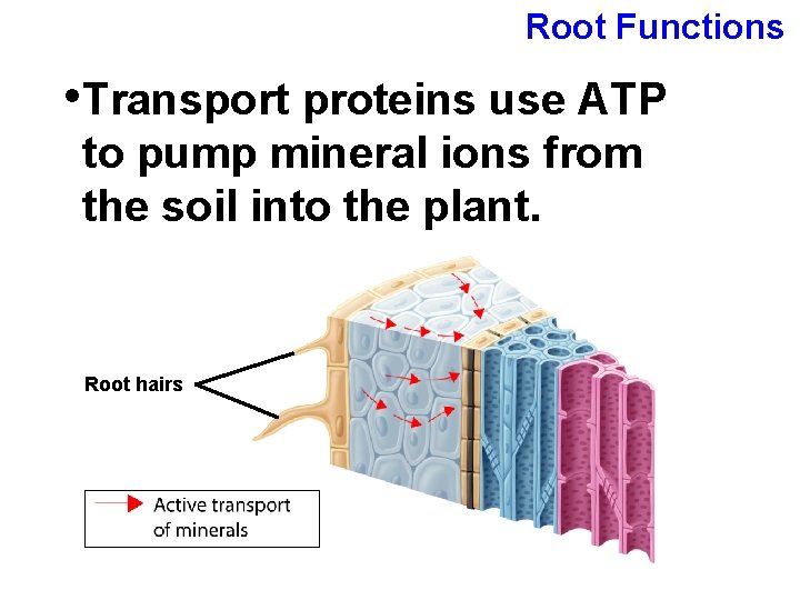 Root Functions • Transport proteins use ATP to pump mineral ions from the soil