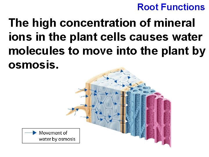 Root Functions The high concentration of mineral ions in the plant cells causes water