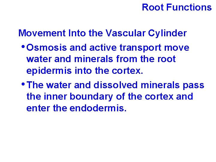 Root Functions Movement Into the Vascular Cylinder • Osmosis and active transport move water