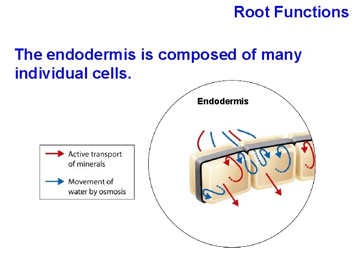 Root Functions The endodermis is composed of many individual cells. Endodermis 