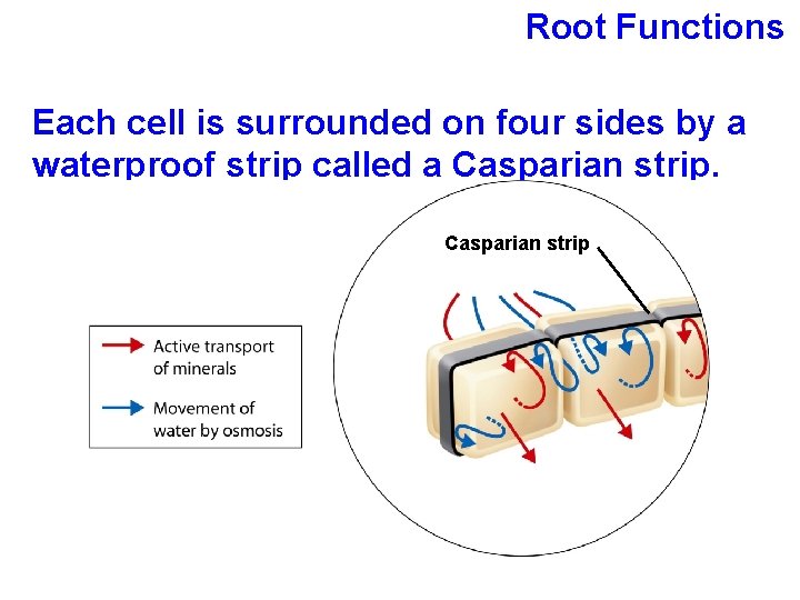 Root Functions Each cell is surrounded on four sides by a waterproof strip called