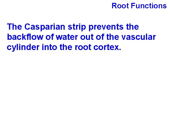 Root Functions The Casparian strip prevents the backflow of water out of the vascular
