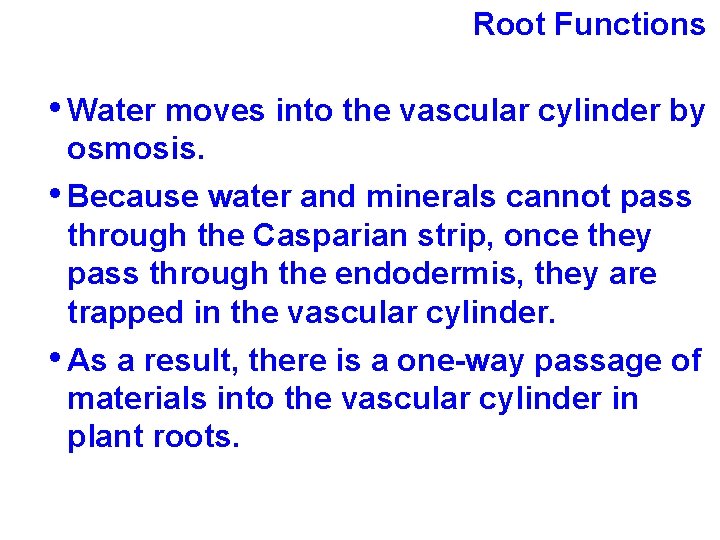 Root Functions • Water moves into the vascular cylinder by osmosis. • Because water