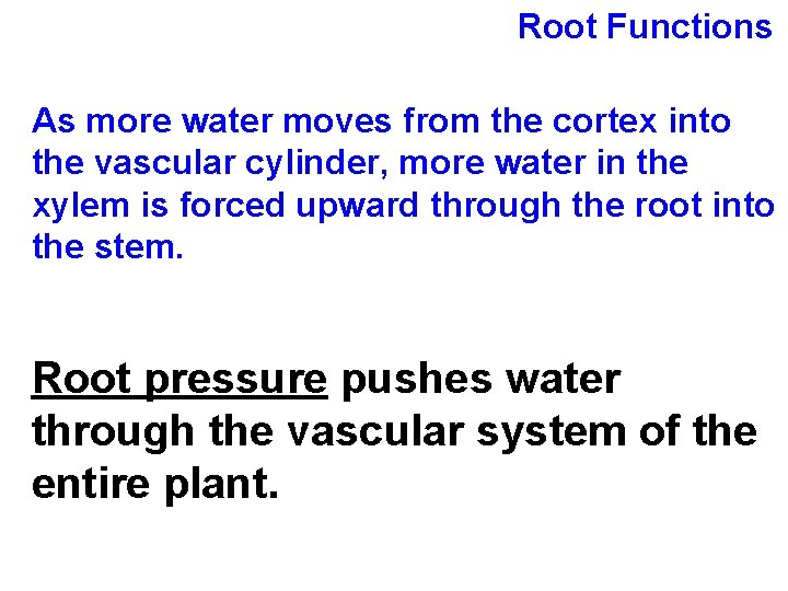 Root Functions As more water moves from the cortex into the vascular cylinder, more