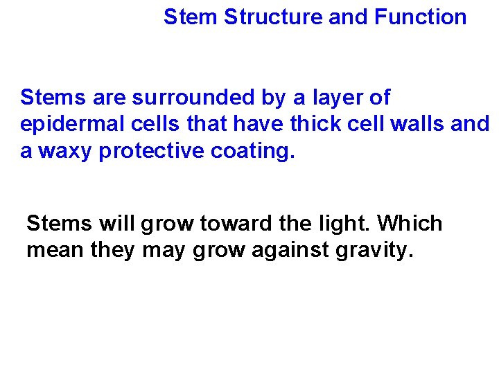 Stem Structure and Function Stems are surrounded by a layer of epidermal cells that