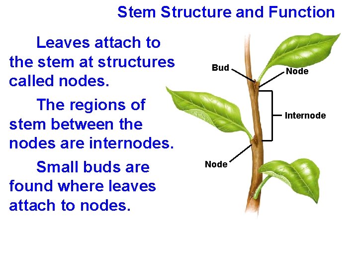 Stem Structure and Function Leaves attach to the stem at structures called nodes. The