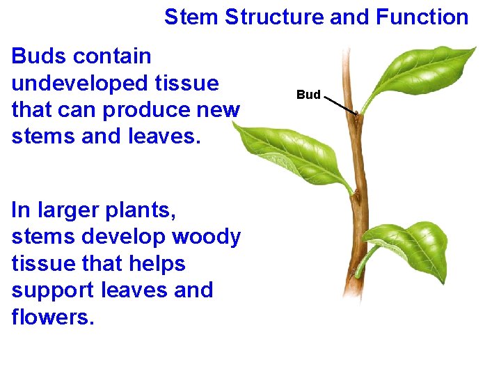 Stem Structure and Function Buds contain undeveloped tissue that can produce new stems and