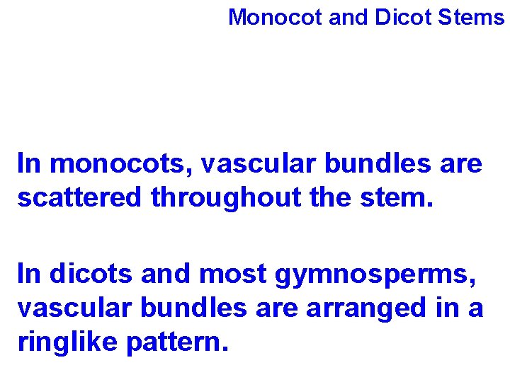 Monocot and Dicot Stems In monocots, vascular bundles are scattered throughout the stem. In