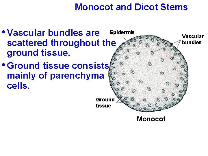 Monocot and Dicot Stems • Vascular bundles are Epidermis Vascular bundles scattered throughout the