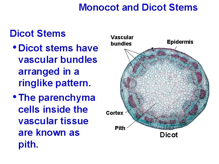Monocot and Dicot Stems • Dicot stems have vascular bundles arranged in a ringlike