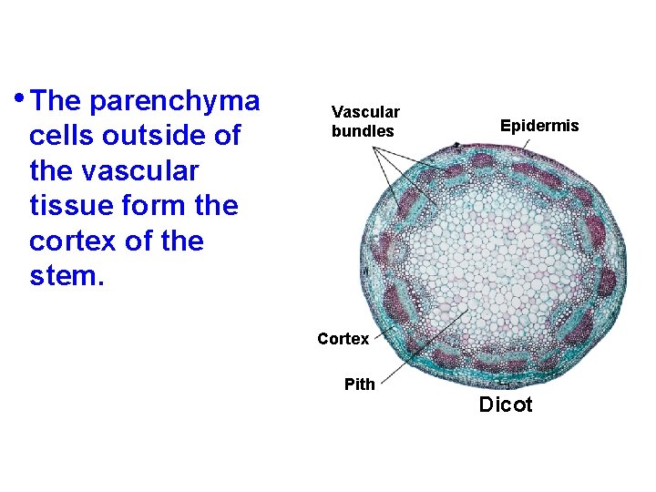  • The parenchyma cells outside of the vascular tissue form the cortex of