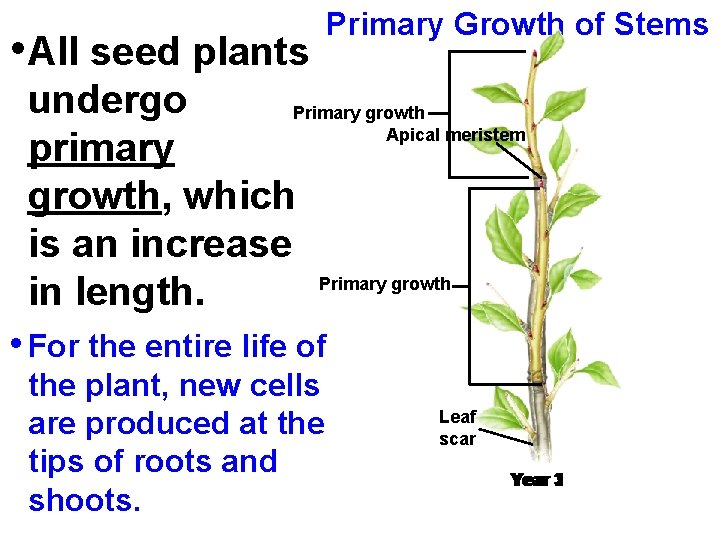  • All seed plants Primary Growth of Stems undergo Primary growth Apical meristem