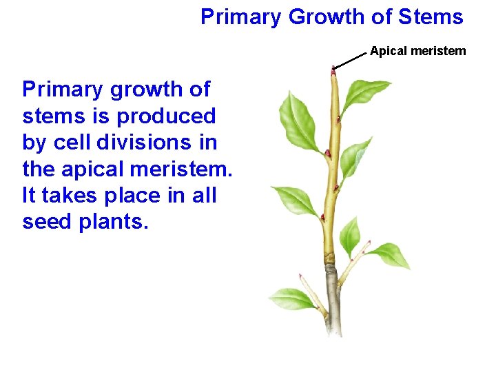 Primary Growth of Stems Apical meristem Primary growth of stems is produced by cell