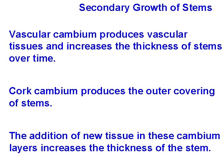 Secondary Growth of Stems Vascular cambium produces vascular tissues and increases the thickness of