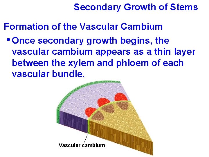 Secondary Growth of Stems Formation of the Vascular Cambium • Once secondary growth begins,