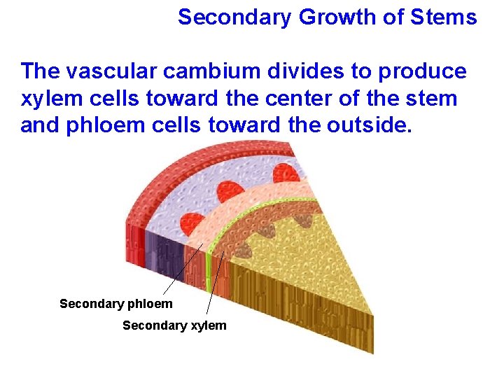 Secondary Growth of Stems The vascular cambium divides to produce xylem cells toward the