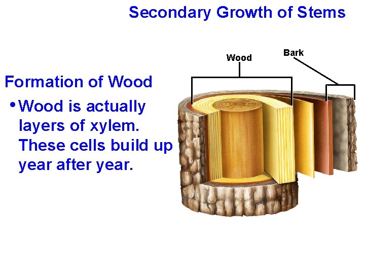 Secondary Growth of Stems Wood Formation of Wood • Wood is actually layers of
