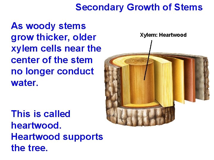 Secondary Growth of Stems As woody stems grow thicker, older xylem cells near the