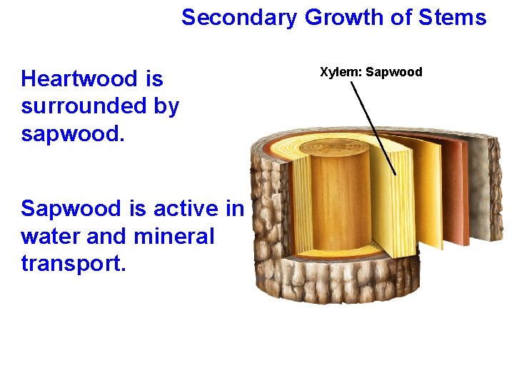 Secondary Growth of Stems Heartwood is surrounded by sapwood. Sapwood is active in water