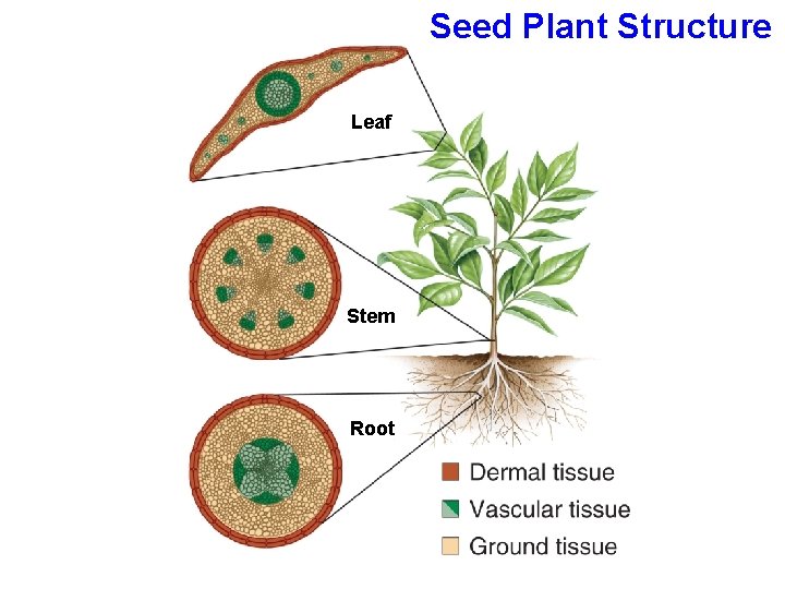 Seed Plant Structure Leaf Stem Root 