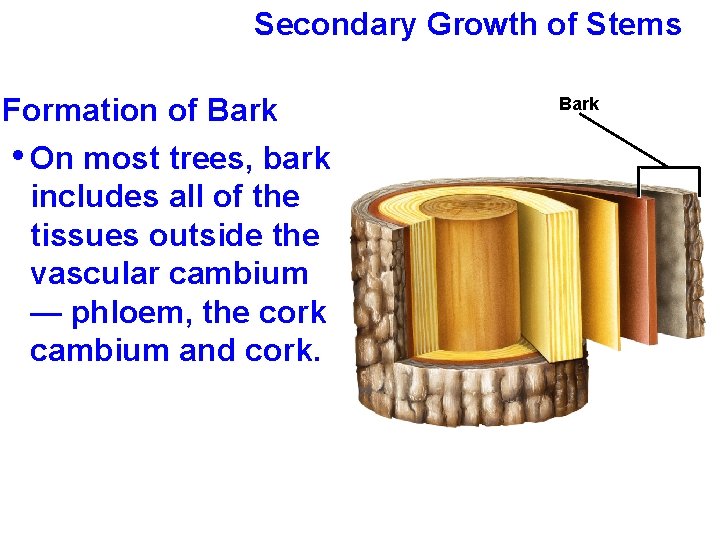 Secondary Growth of Stems Formation of Bark • On most trees, bark includes all