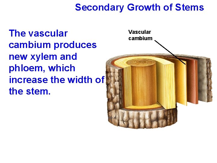 Secondary Growth of Stems The vascular cambium produces new xylem and phloem, which increase