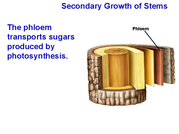 Secondary Growth of Stems The phloem transports sugars produced by photosynthesis. Phloem 