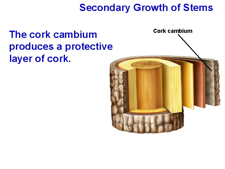 Secondary Growth of Stems The cork cambium produces a protective layer of cork. Cork