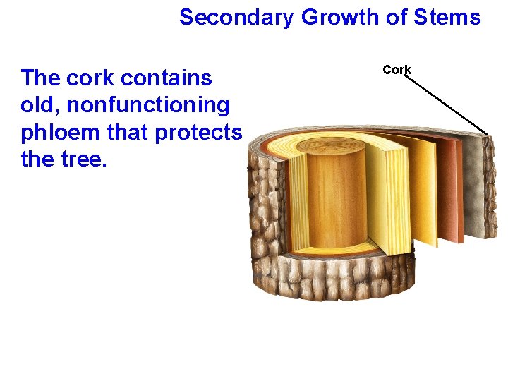 Secondary Growth of Stems The cork contains old, nonfunctioning phloem that protects the tree.