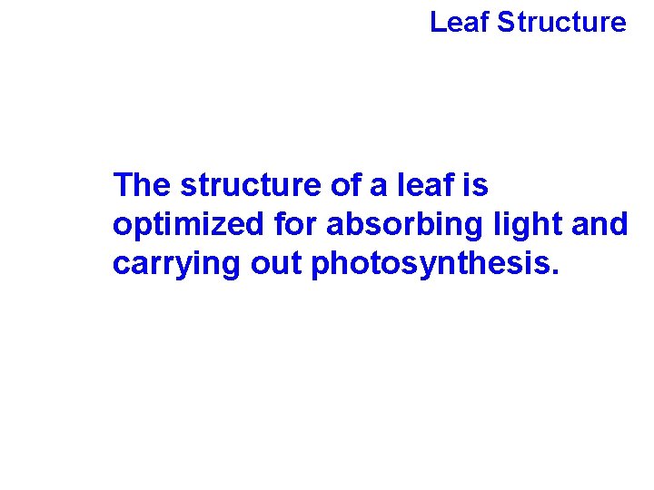 Leaf Structure The structure of a leaf is optimized for absorbing light and carrying