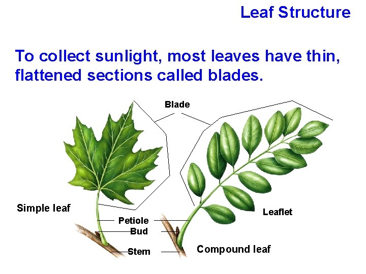 Leaf Structure To collect sunlight, most leaves have thin, flattened sections called blades. Blade