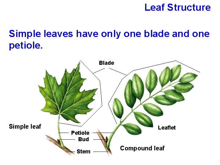 Leaf Structure Simple leaves have only one blade and one petiole. Blade Simple leaf