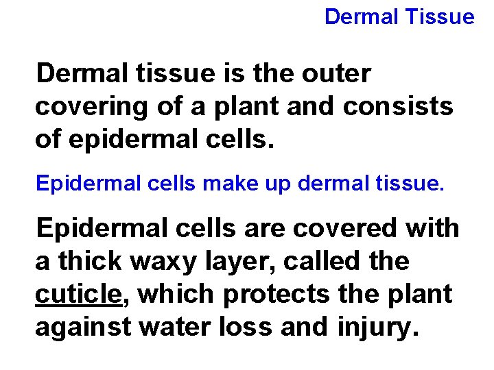 Dermal Tissue Dermal tissue is the outer covering of a plant and consists of