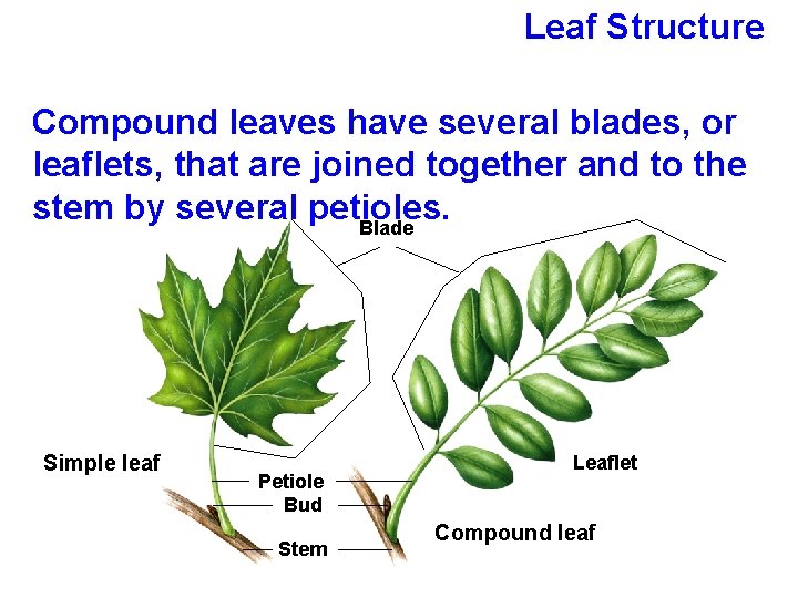 Leaf Structure Compound leaves have several blades, or leaflets, that are joined together and