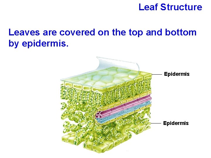 Leaf Structure Leaves are covered on the top and bottom by epidermis. Epidermis 